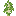 Pousse de bouleau