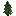 Pousse de sapin
