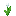 Tulipe blanche